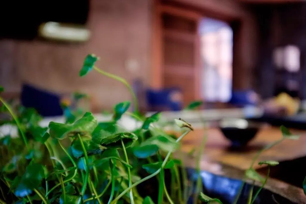 叢山茶境，一片天一座山忘了山外忘卻自己