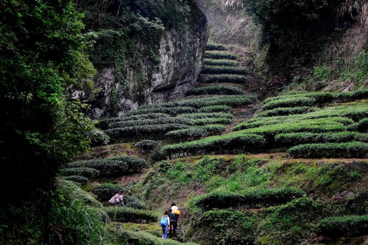 武夷山·山玖如意莊，一杯清茶一萬(wàn)個(gè)品茶人