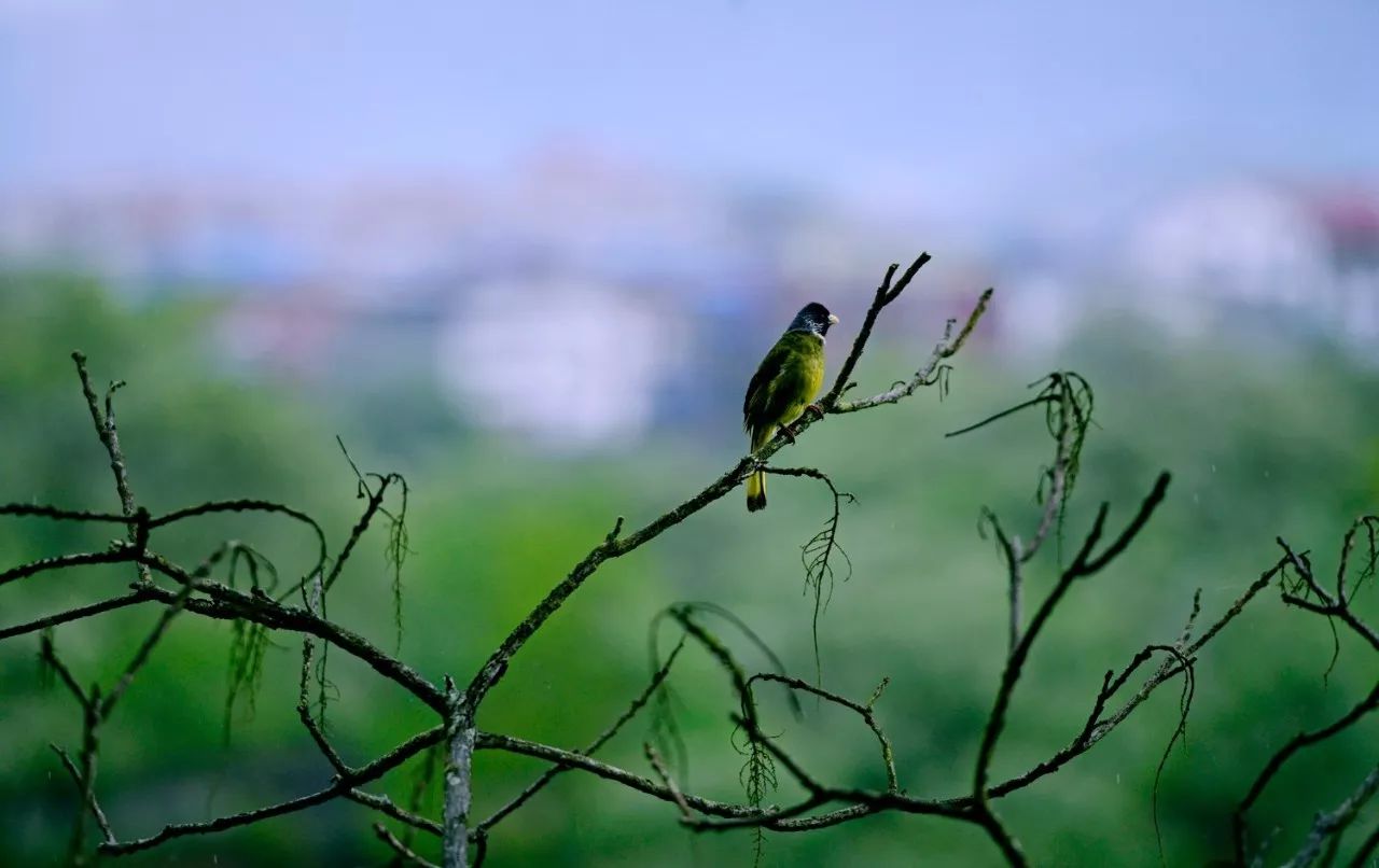 武夷山·山玖如意莊，一杯清茶一萬(wàn)個(gè)品茶人