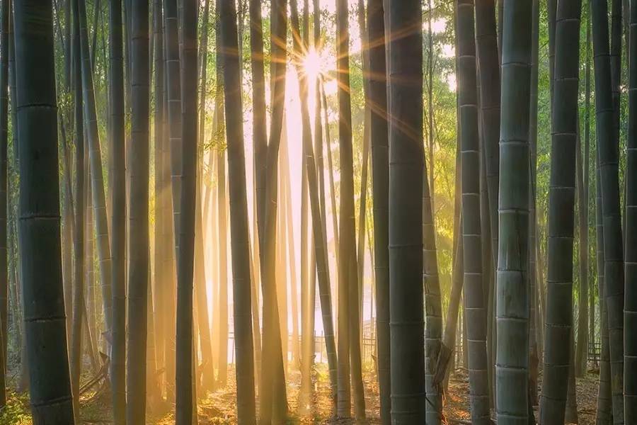 竹制好物，竹編工藝之美！