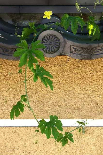 古建筑，一片瓦，遮風(fēng)擋雨