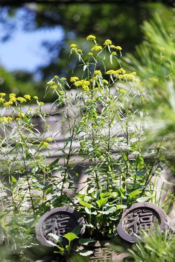 古建筑，一片瓦，遮風擋雨