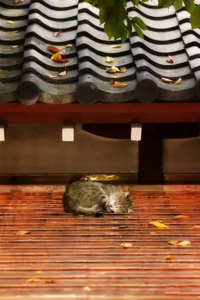 古建筑，一片瓦，遮風(fēng)擋雨