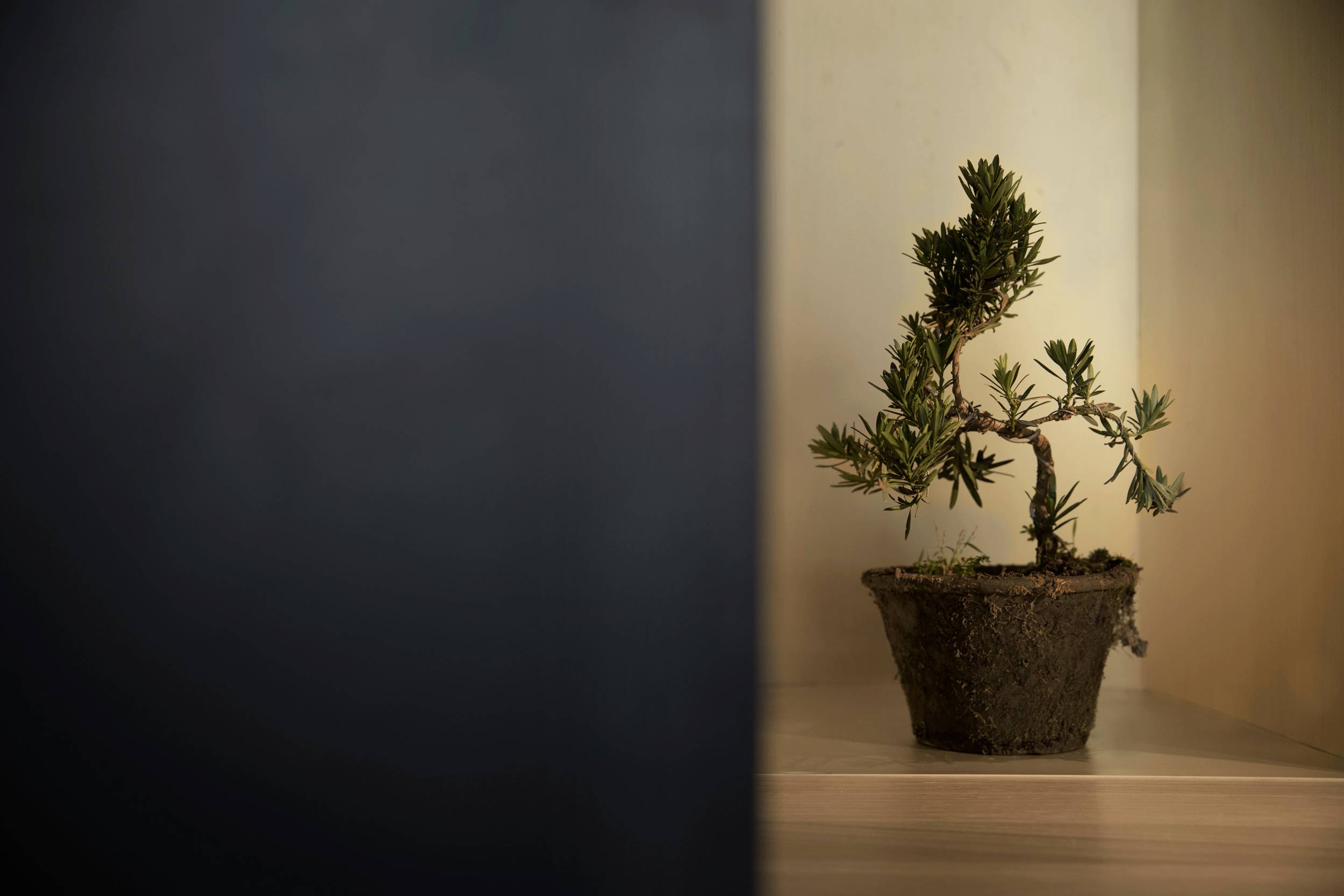 設(shè)計承載食物的靈魂，中式餐廳設(shè)計