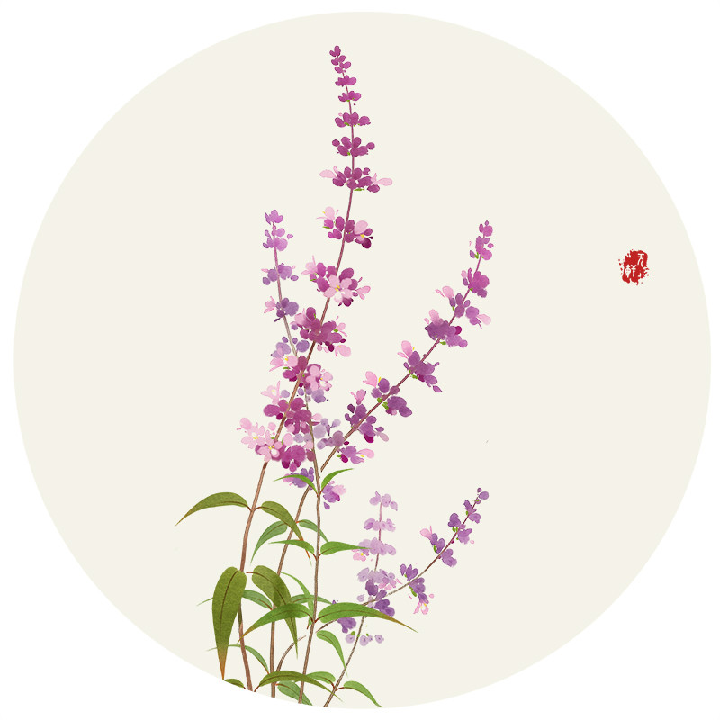 唯美花卉插畫圖片