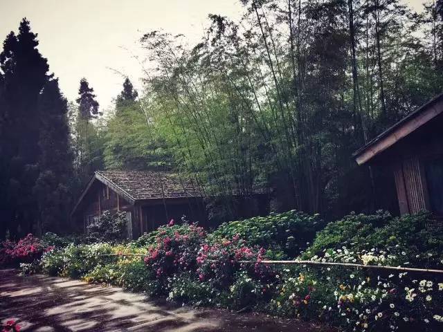 林中四舍民宿設(shè)計(jì)，一所鳥(niǎo)語(yǔ)花香的小木屋