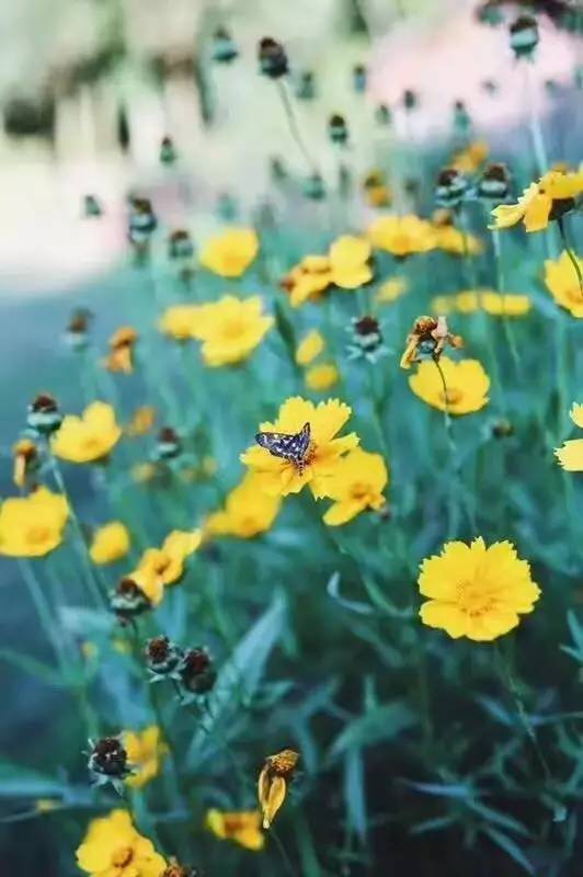 林中四舍民宿設(shè)計(jì)，一所鳥(niǎo)語(yǔ)花香的小木屋