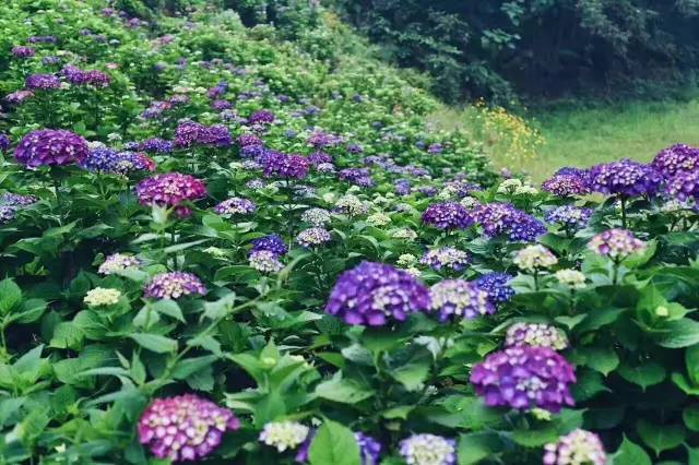 林中四舍民宿設(shè)計(jì)，一所鳥(niǎo)語(yǔ)花香的小木屋