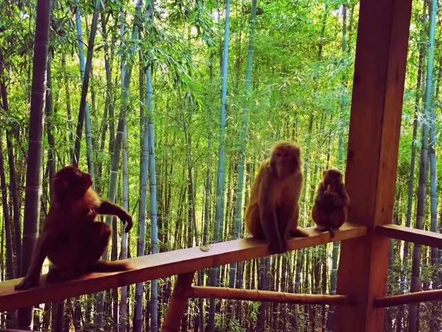 林中四舍民宿設(shè)計(jì)，一所鳥語花香的小木屋