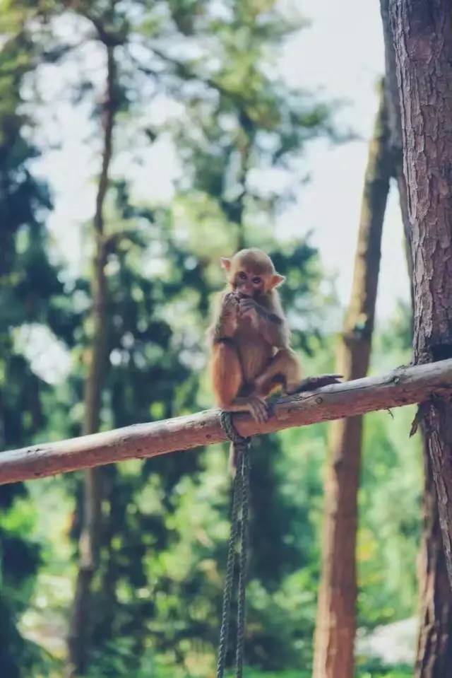 林中四舍民宿設(shè)計(jì)，一所鳥語花香的小木屋