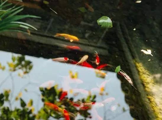 慈舍，悲喜隱去慈從舍生