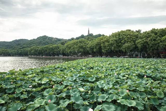 青桐·青竹茶舍，茶香縹緲靜賞西湖