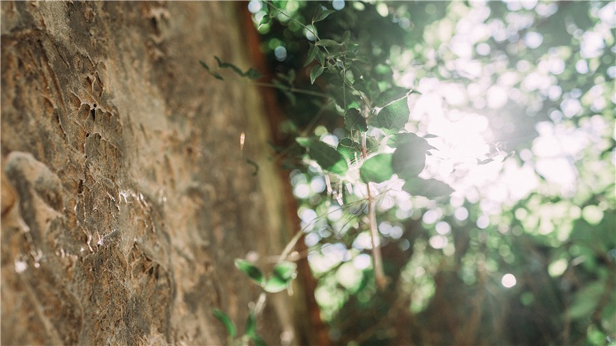 悠然別苑民宿設(shè)計(jì)，聽海風(fēng)的聲音