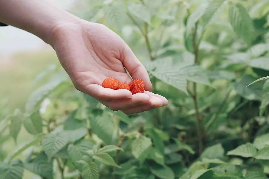 西坡千島湖民宿酒店，瓦爾登湖的自由生活