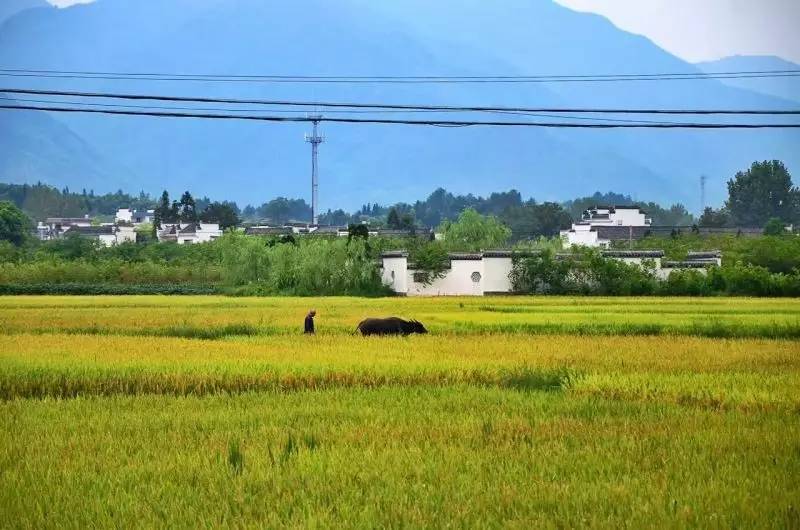 南屏喜舍民宿，從南方飛入徽州白墻灰瓦的歸燕