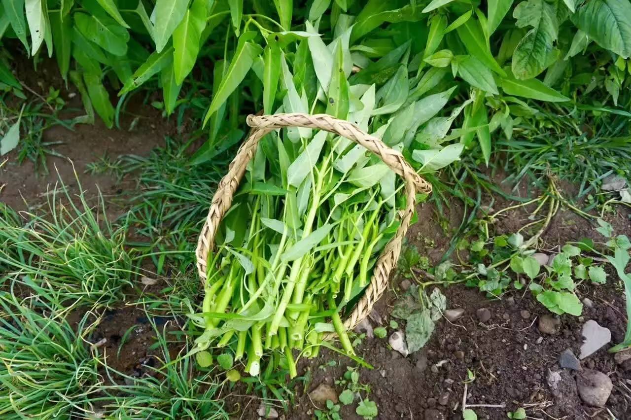 南屏喜舍民宿，從南方飛入徽州白墻灰瓦的歸燕