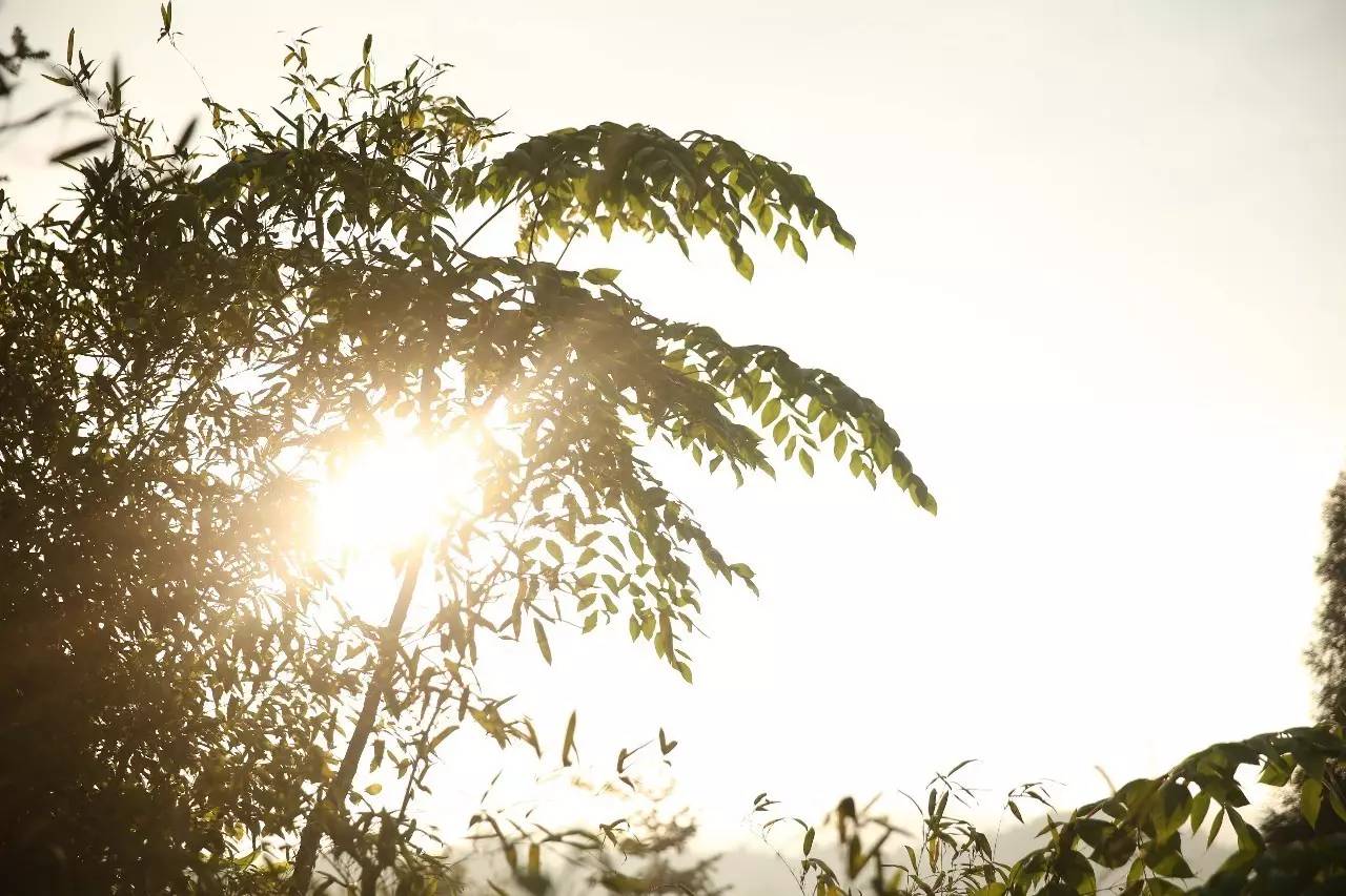 大來(lái)山樹(shù)屋民宿，喚醒古老村莊留住青山綠水