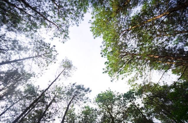 大來(lái)山樹(shù)屋民宿，喚醒古老村莊留住青山綠水
