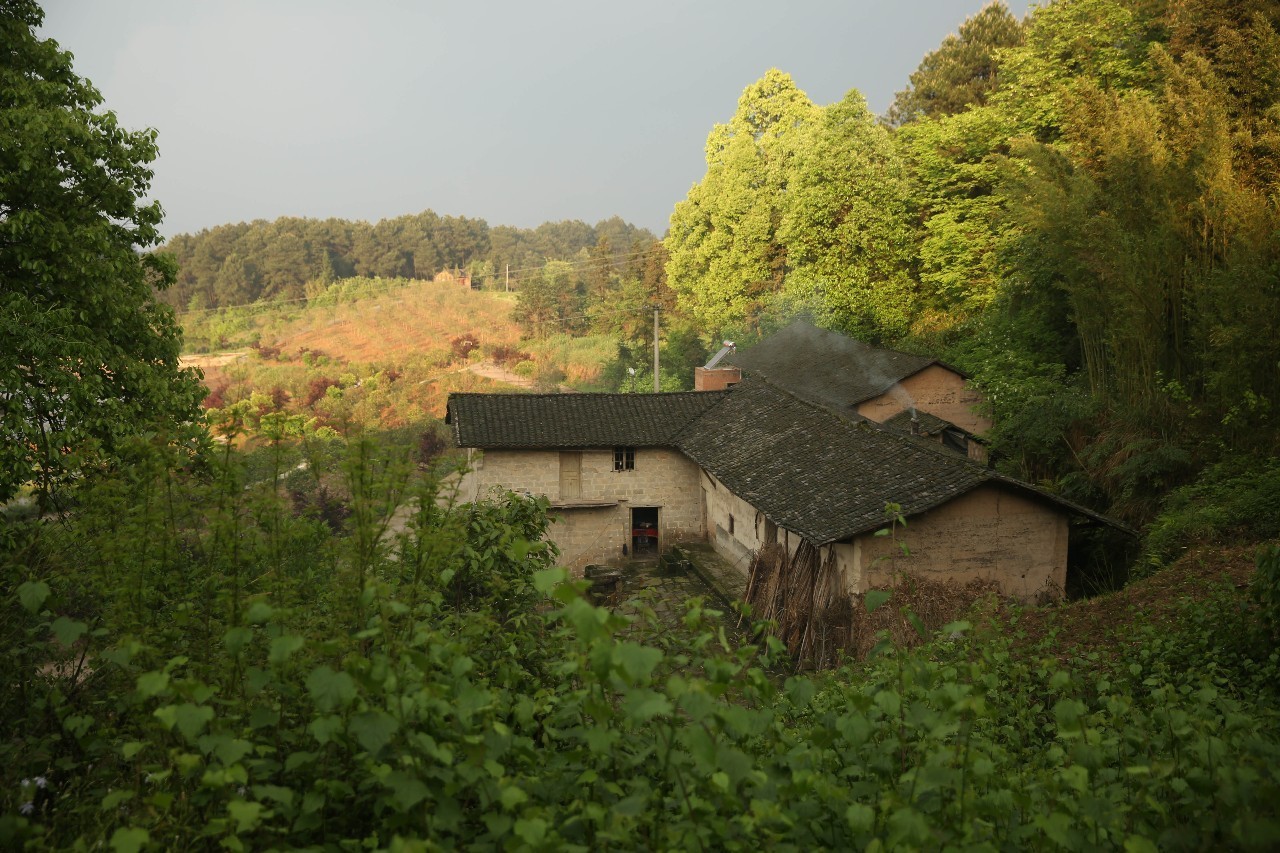 大來山樹屋民宿，喚醒古老村莊留住青山綠水