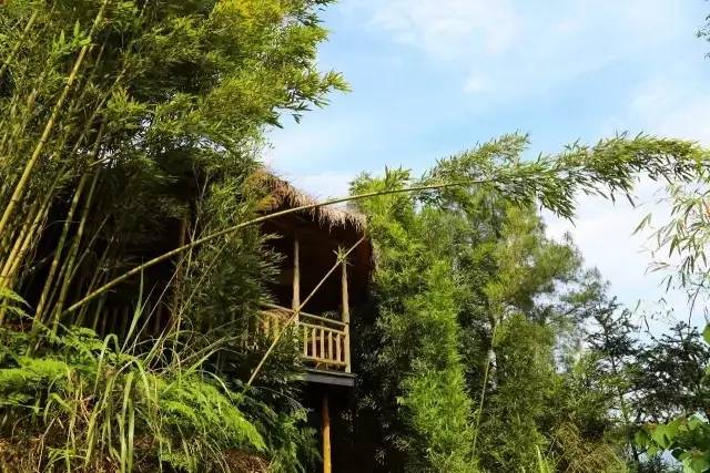 大來山樹屋民宿，喚醒古老村莊留住青山綠水