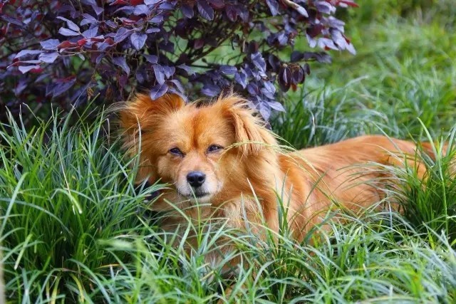 大來山樹屋民宿，喚醒古老村莊留住青山綠水