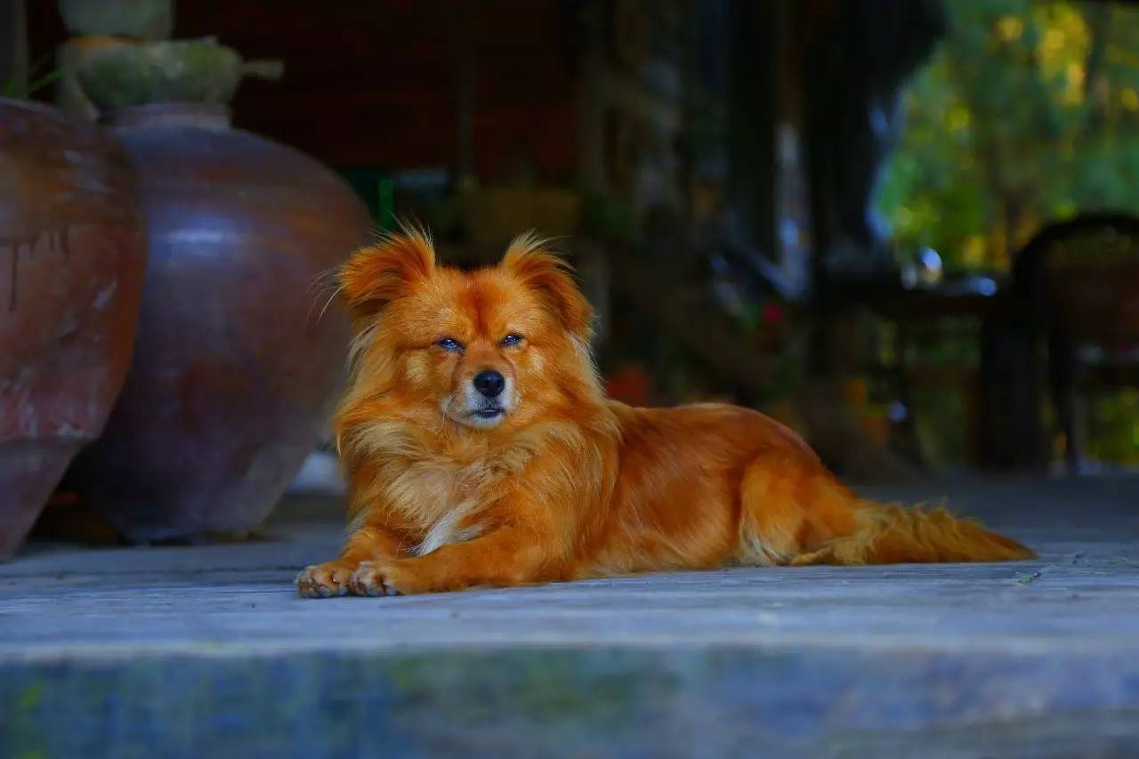 大來山樹屋民宿，喚醒古老村莊留住青山綠水