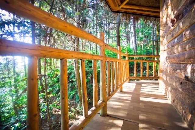 大來山樹屋民宿，喚醒古老村莊留住青山綠水