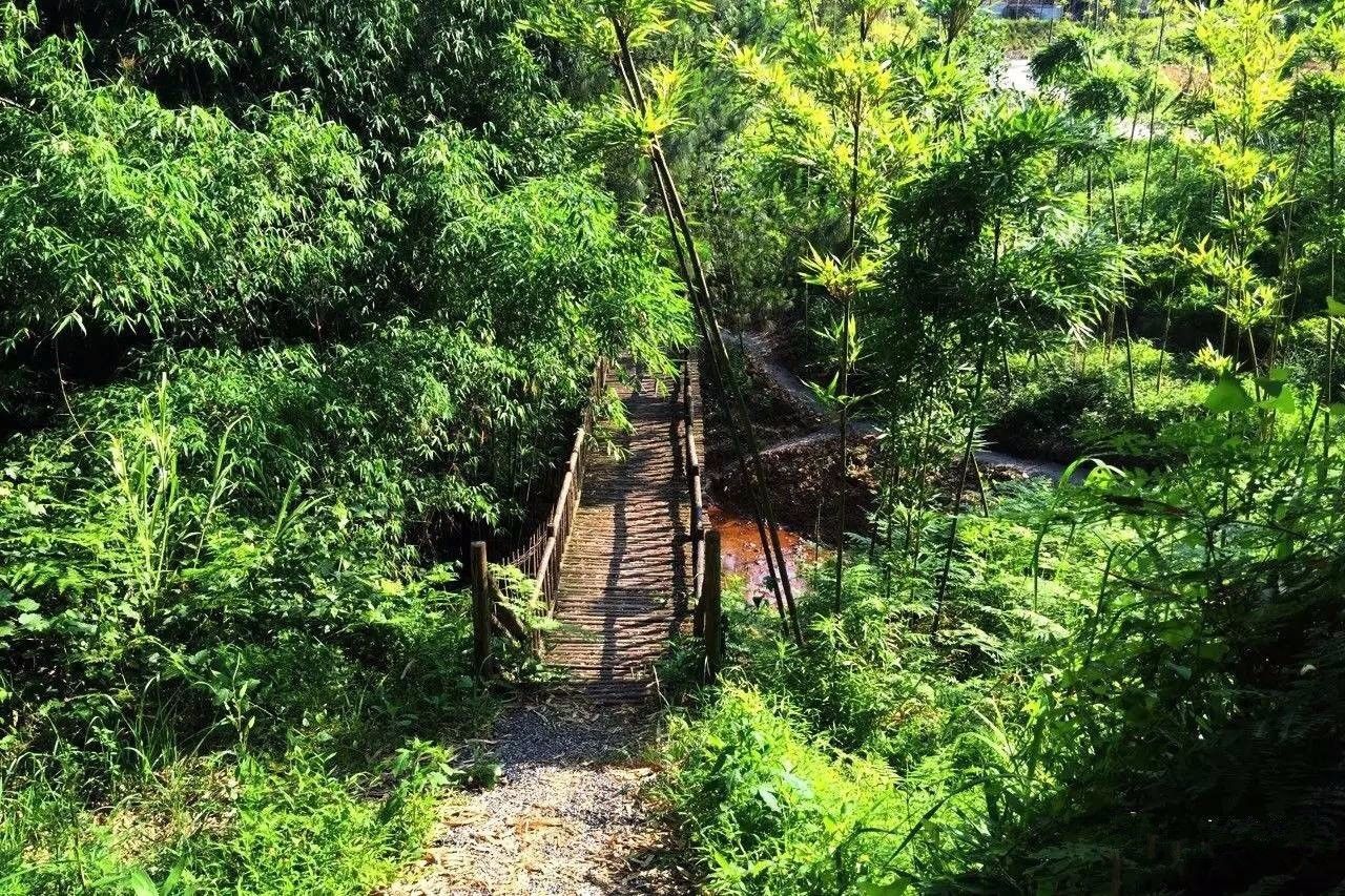 大來山樹屋民宿，喚醒古老村莊留住青山綠水