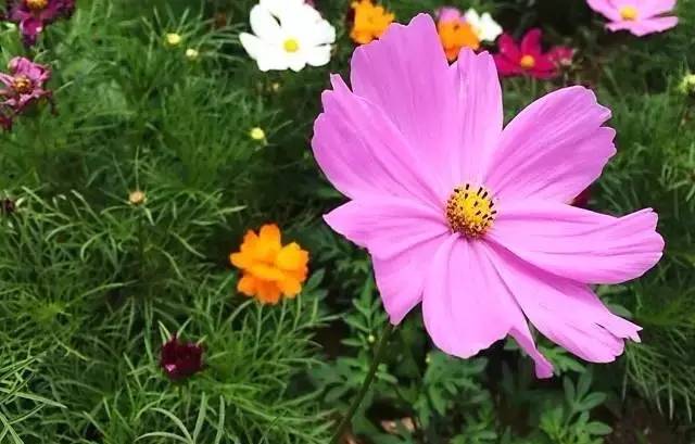 大來山樹屋民宿，喚醒古老村莊留住青山綠水