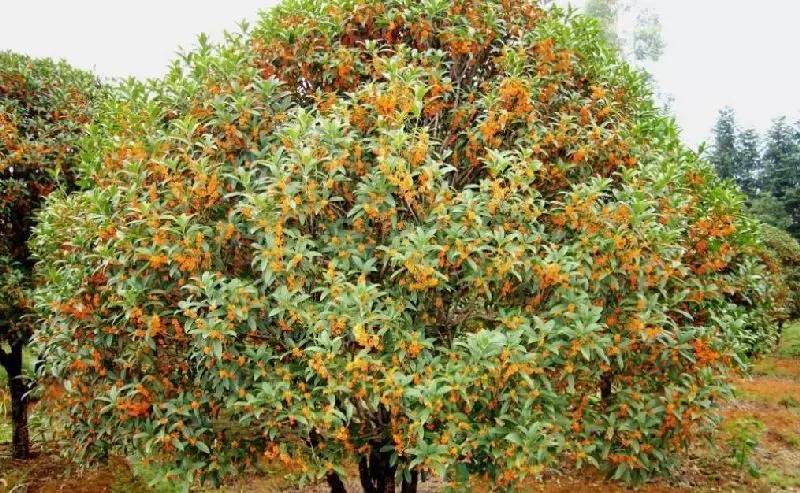 大來山樹屋民宿，喚醒古老村莊留住青山綠水