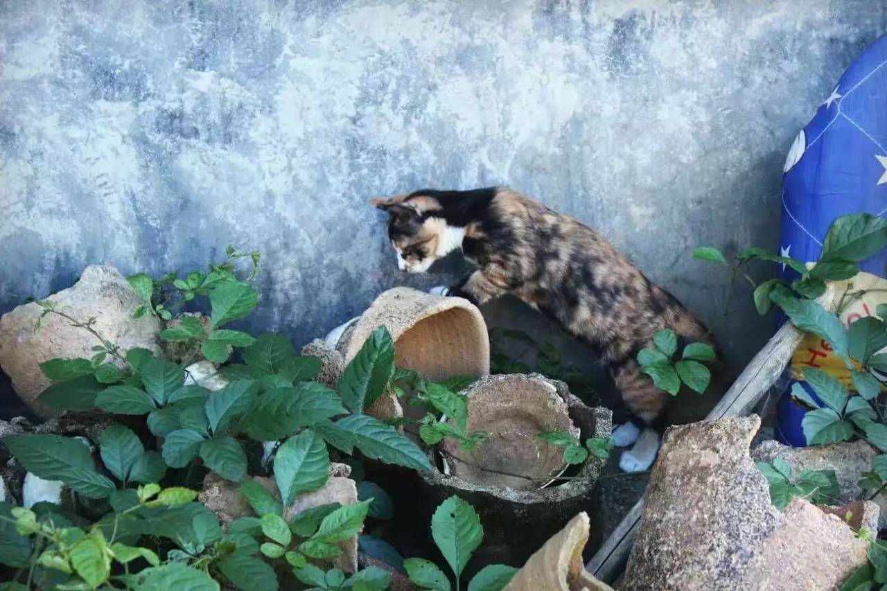 荒無舍民宿，山腳下日出而作日落而息