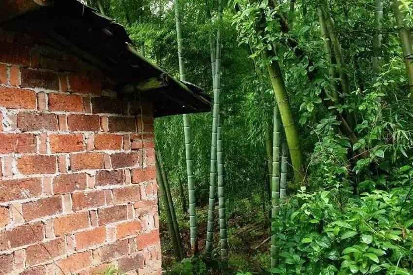 荒無舍民宿，山腳下日出而作日落而息