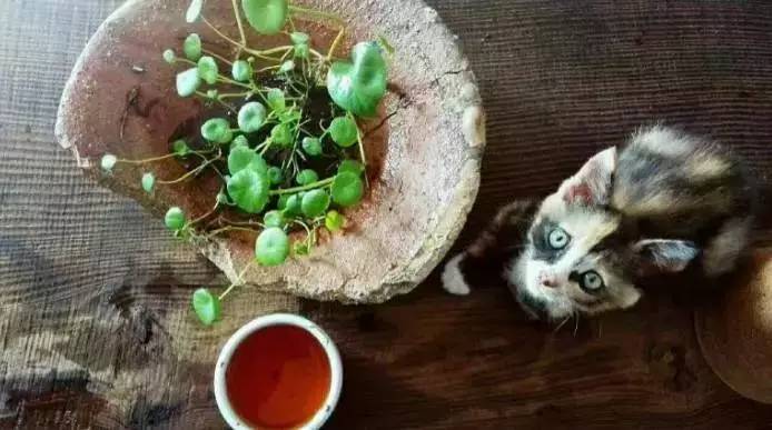 荒無舍民宿，山腳下日出而作日落而息