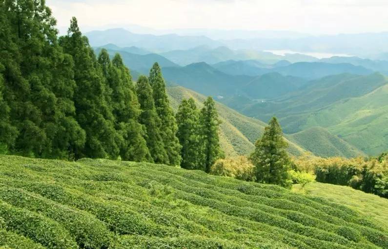 客堂間莫干山民宿，隱居深山聆聽自然