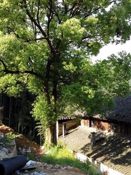 客堂間莫干山民宿，隱居深山聆聽自然