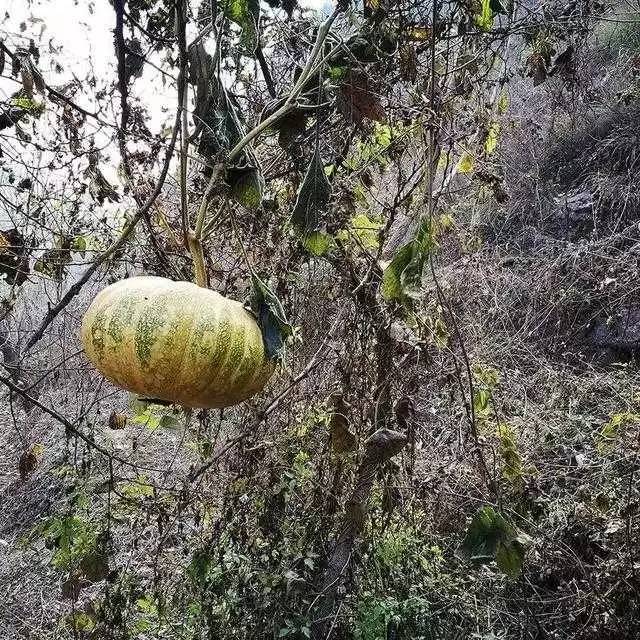 北京姥姥家民宿，聽故事感受自在的心靈時光