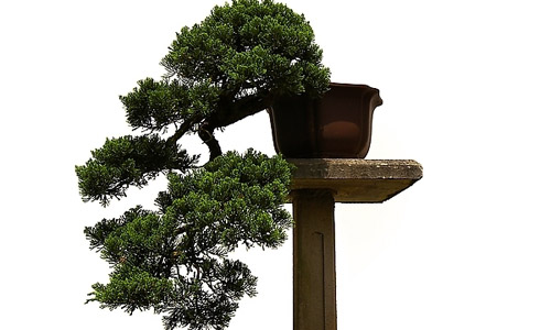 徽派盆景，民族優(yōu)秀的工藝美術(shù)品