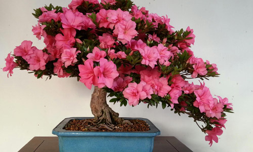 徽派盆景，民族優(yōu)秀的工藝美術(shù)品