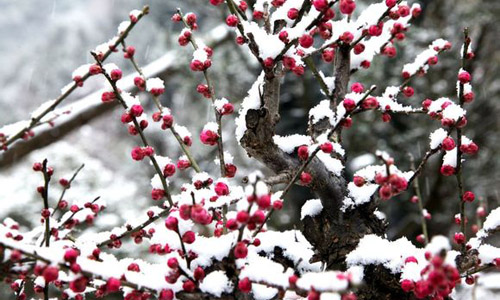 徽派盆景，民族優(yōu)秀的工藝美術(shù)品