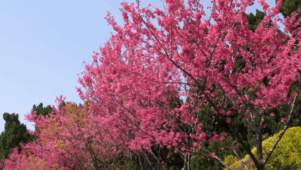 天堂山鄉(xiāng)愛樹民宿，古色古香的童話小鎮(zhèn)