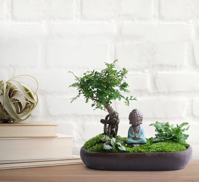 禪意桑榆樹組合盆栽，菖蒲綠植盆景圖片