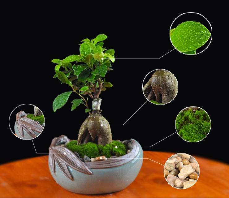 人參榕盆景植物，禪意綠植四季常青盆栽盆景