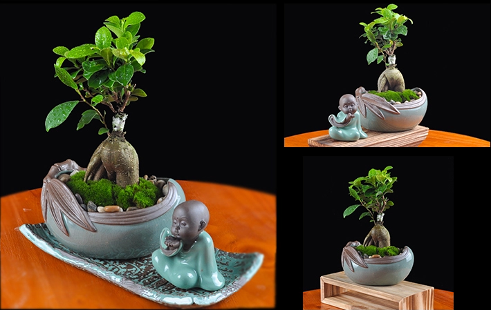 人參榕盆景植物，禪意綠植四季常青盆栽盆景
