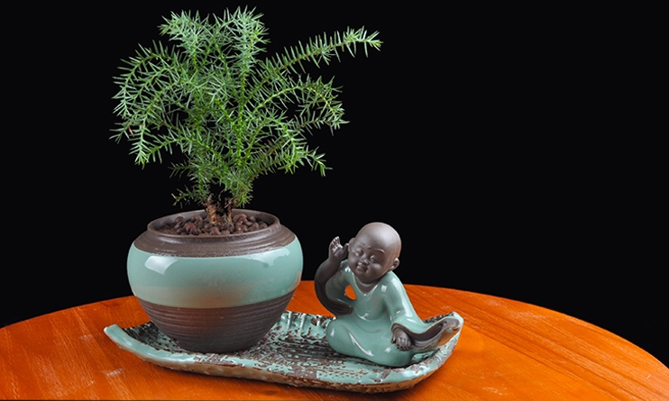 澳洲杉綠植組合盆景，四季常青樹禪意盆景