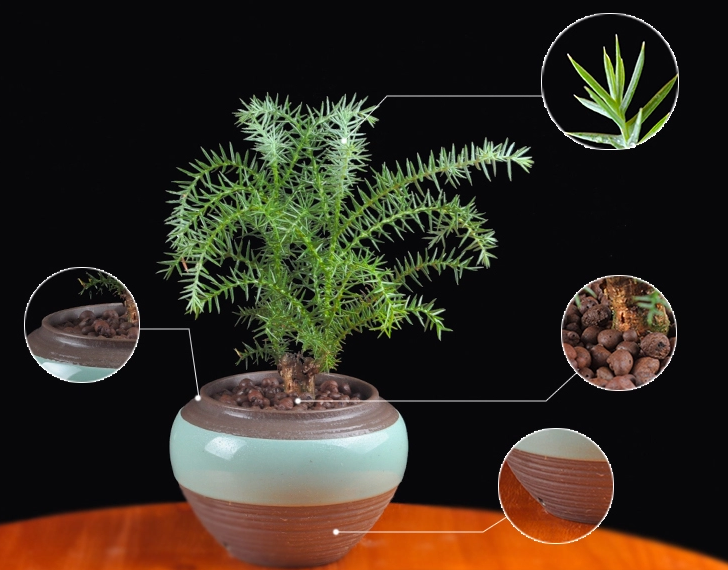 澳洲杉綠植組合盆景，四季常青樹禪意盆景