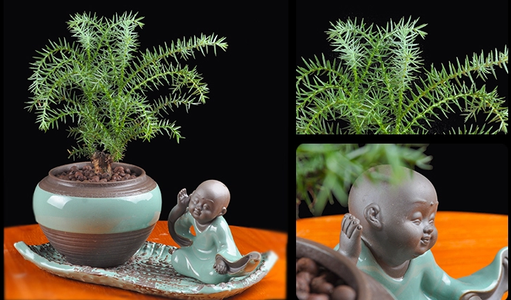 澳洲杉綠植組合盆景，四季常青樹禪意盆景