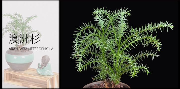 澳洲杉綠植組合盆景，四季常青樹禪意盆景