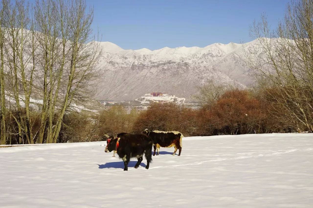 松贊拉薩曲吉林卡，用松贊的方式重走拉薩