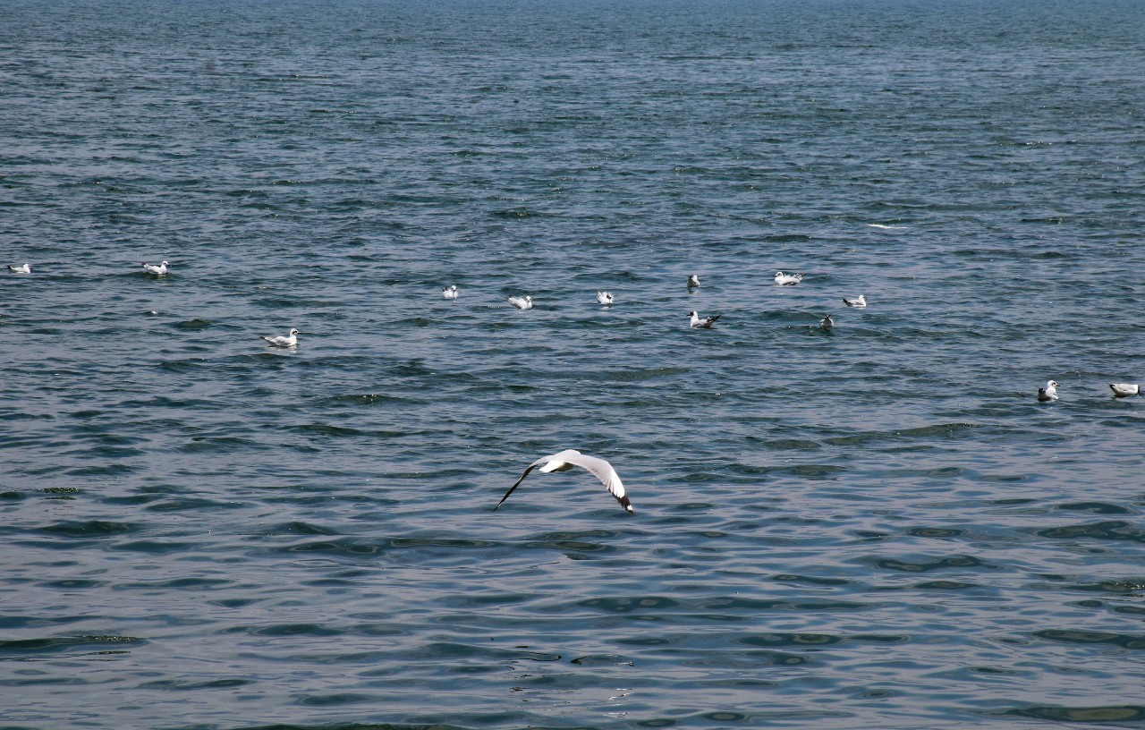 融居·銀箔泉，來(lái)銀箔泉邊喝茶看蒼山洱海