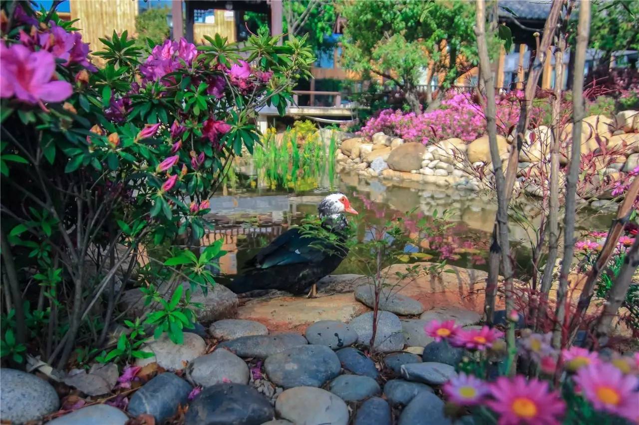 融居·銀箔泉，來銀箔泉邊喝茶看蒼山洱海